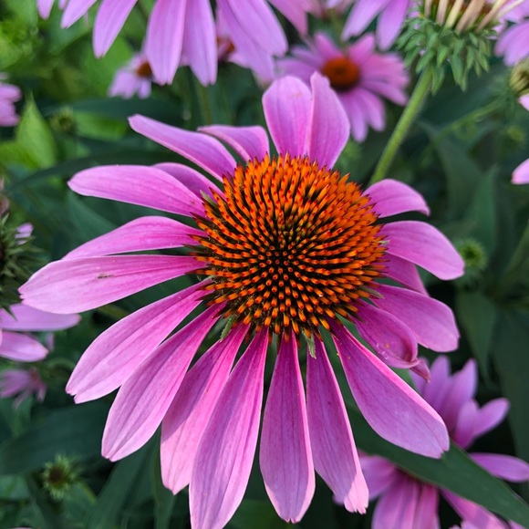 Meet your Posher, Erica - Picture 1 of 1